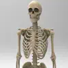 Skeletal System Anatomy problems & troubleshooting and solutions