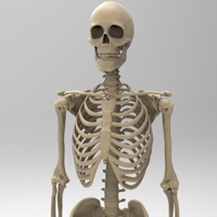 Skeletal System Anatomy logo