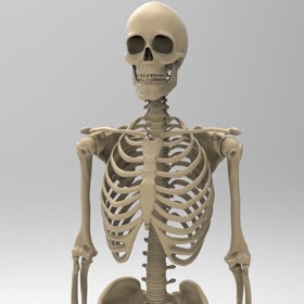 螢幕擷取畫面 (10) Skeletal System Anatomy