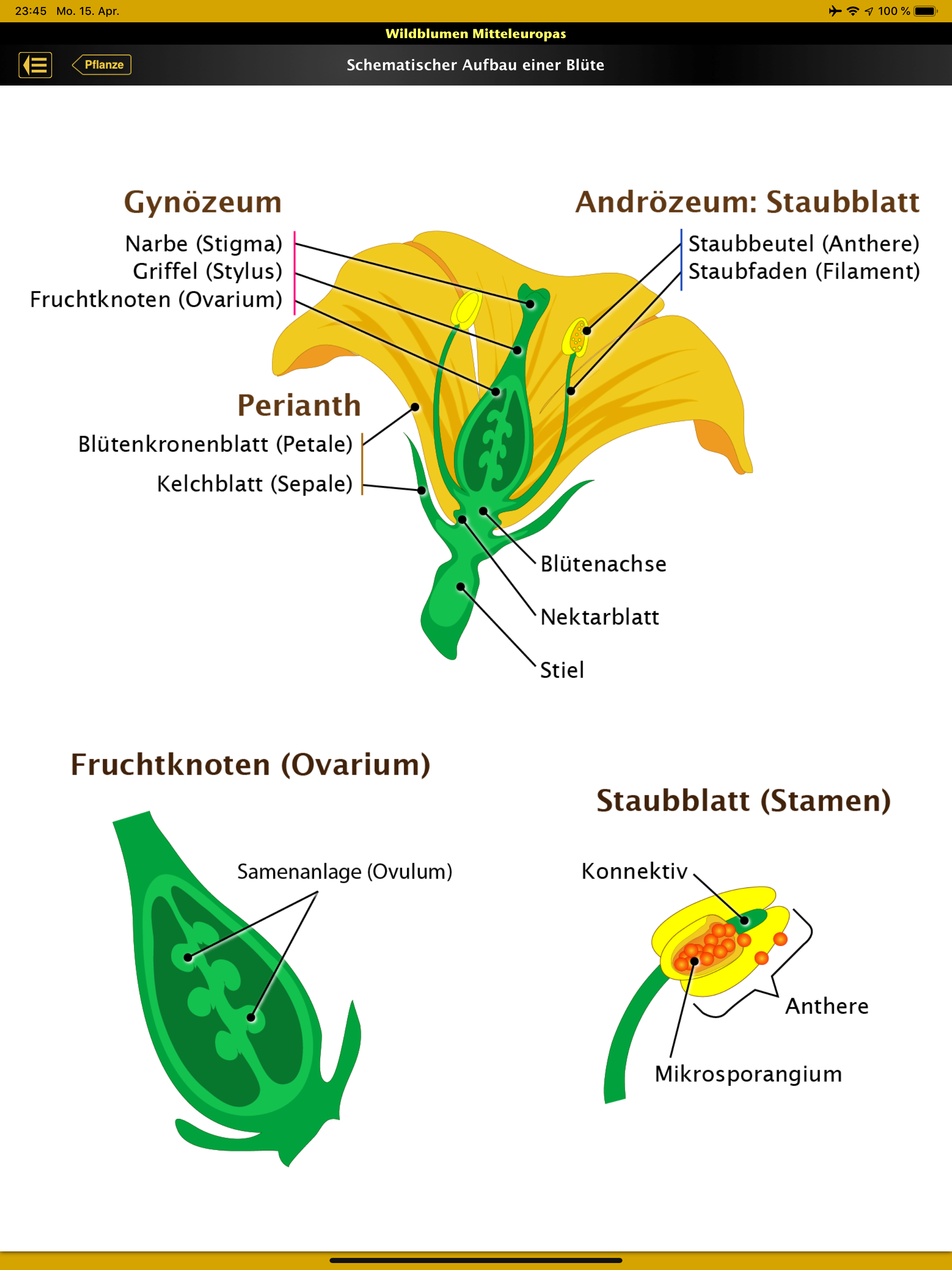 Wildblumen Mitteleuropas screenshot 11