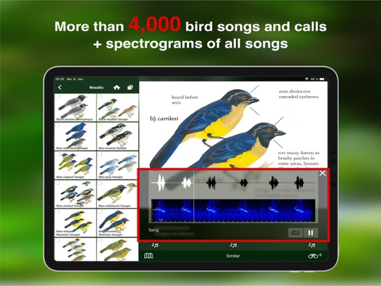 All Birds Colombia field guide iPad app afbeelding 5