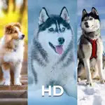 Dog Wallpaper and Backgrounds App Negative Reviews