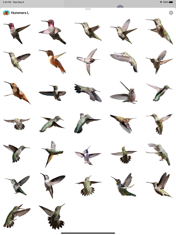 Screenshot #5 pour Hummingbirds - Large (Retina)