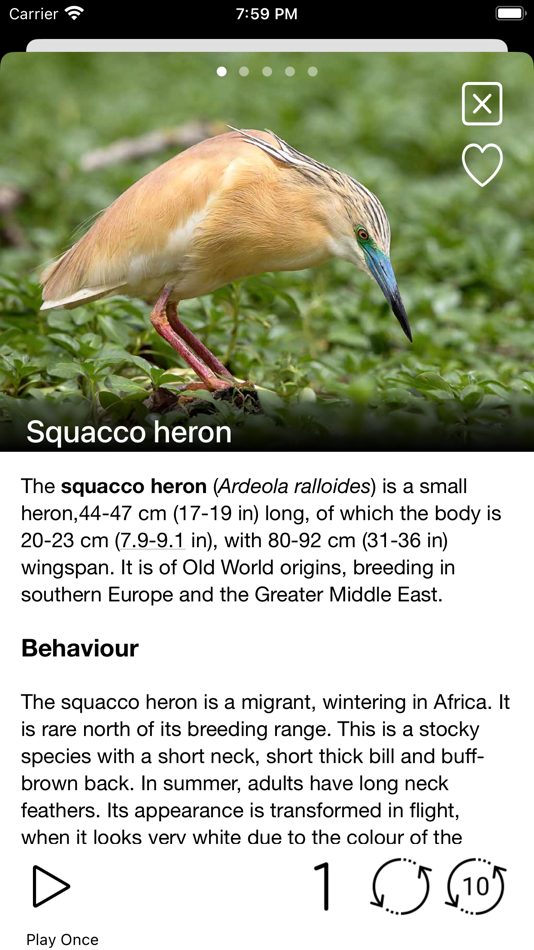 #6. Birds of Europe - Field Guide (iOS) 来自: Ecosystema