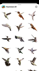Hummingbirds - Medium (Retina) screenshot