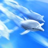 Dolphin Trainer icon