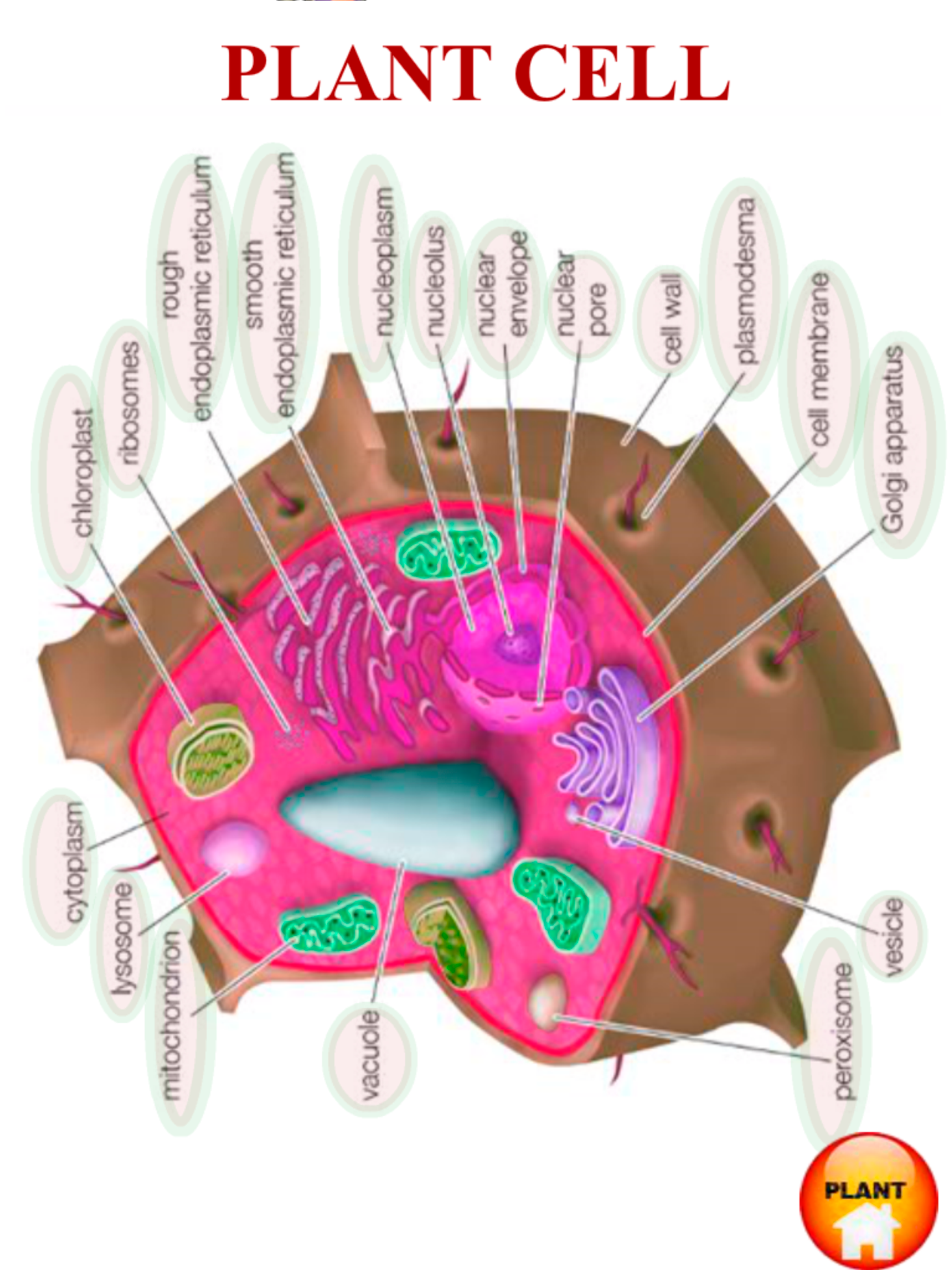 ANATOMY 3D Pro screenshot 17