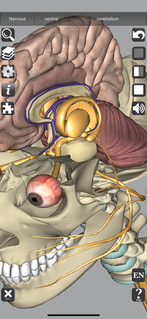 Captura de pantalla d'anatomia 3D