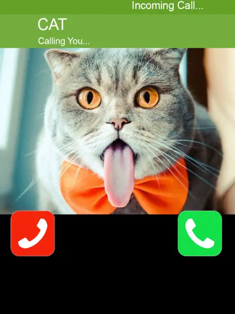 Call Cat 2