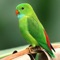 The app is easy to use and makes the corresponding animal sound as soon as you tap on the picture