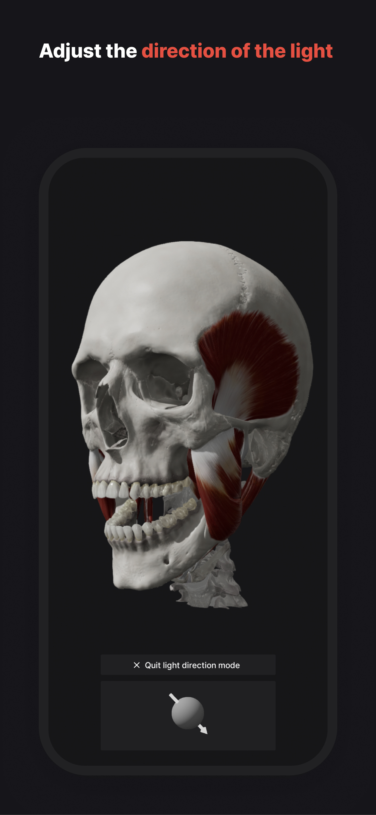 Skull, Teeth & TMJ