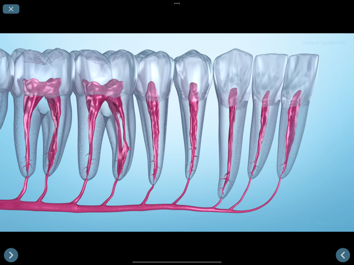 Dental 3D Illustrations