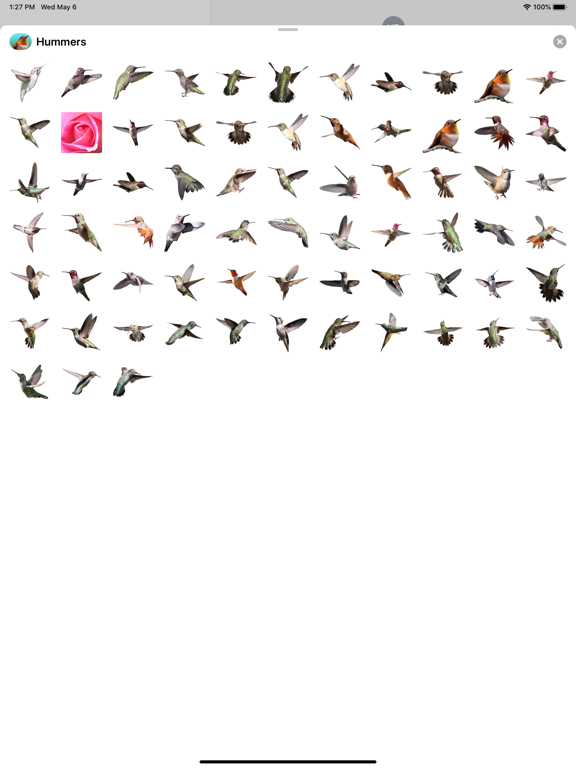 Hummingbird Sticker Packのおすすめ画像1