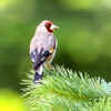 Bird Song/Photo Identification icon