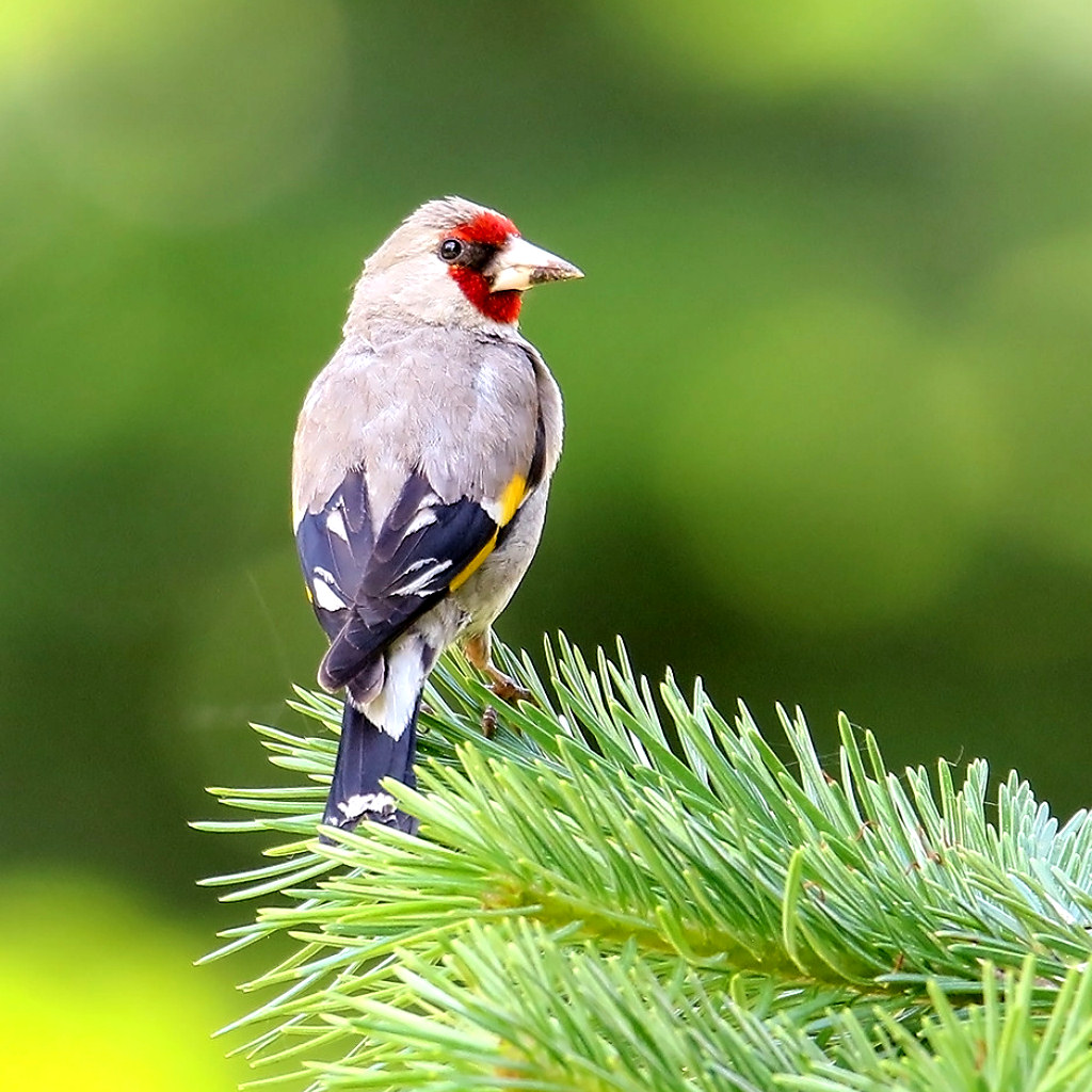 Get Bird Song/Photo Identification for iOS, iPhone, iPad Aso Report