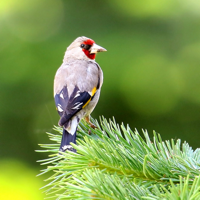 Bird Song-Photo Identification