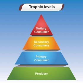 螢幕擷取畫面 (5) Trophic Levels