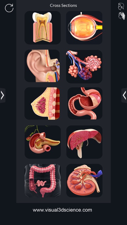 Organs Anatomy
