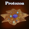 Learn Protozoa App Icon