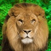 Animal Kingdom - Quiz Game - iPhoneアプリ