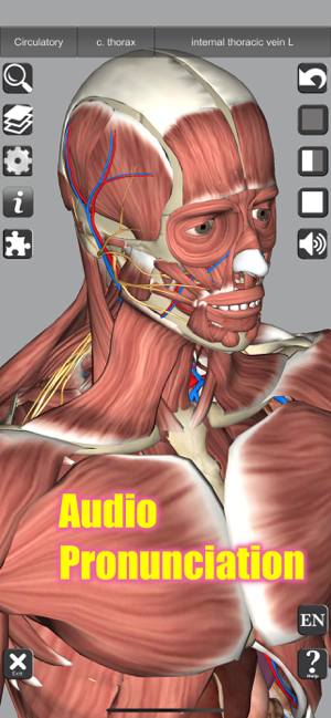 Captura de pantalla d'anatomia 3D