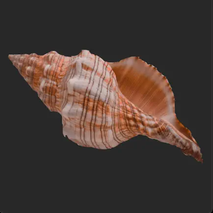 The Magic Conch Читы