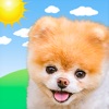 Boo Weather: Pomeranian Puppy - iPadアプリ