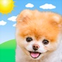 Boo Weather: Pomeranian Puppy app download