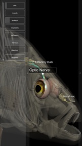 3D Fish Anatomy screenshot