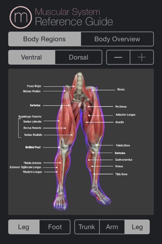 Human Muscular System Guideのおすすめ画像4