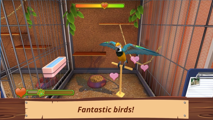 pet world birds