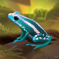 Pocket Frogs