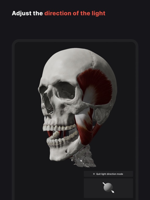 Skull, Teeth & TMJのおすすめ画像9
