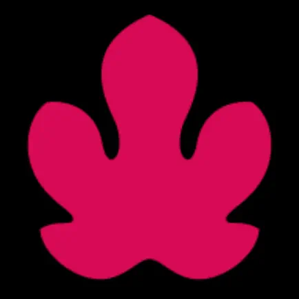 adamfengshui Читы