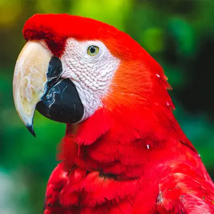 100 Bird Sounds Читы