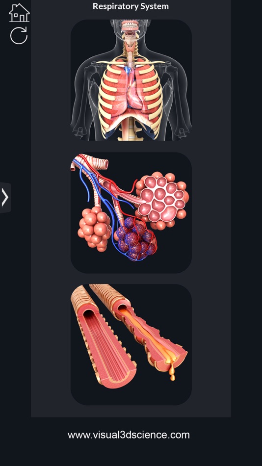 My Respiratory System Anatomy - Respiratory System Anatomy 1.5 - (iOS)