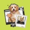 Pet Dress Up Paradise, let your favorite pet become a social star