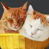 CatNap 2: Fat Cat Sticker Pack delete, cancel