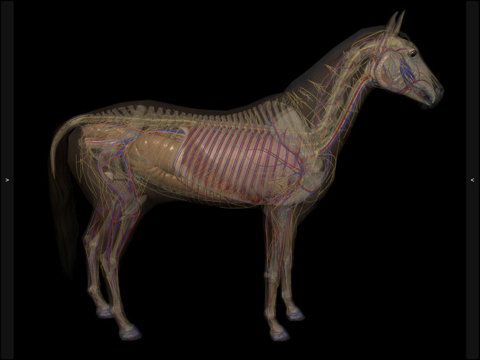 3D Horse Anatomy Software