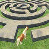 Horse Maze Run Challenge icon