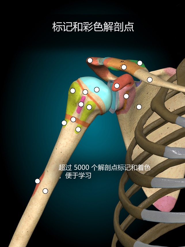 App Store 上的“Anatomy Learning - 三维解剖学”