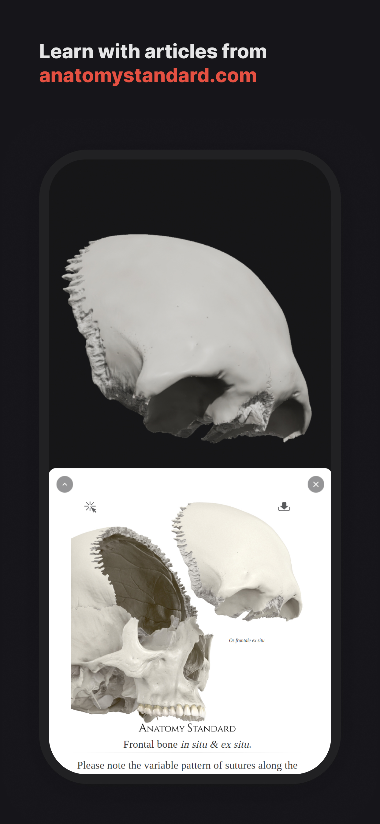 Skull, Teeth & TMJ