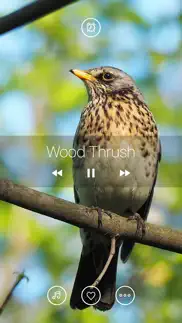 bird sounds, listen & relax iphone screenshot 2