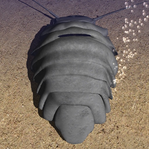 Giant Isopod+