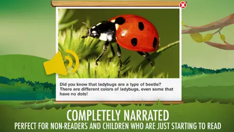 The Bugs I: Insects?