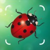 Insect Bug Spider Identifier icon