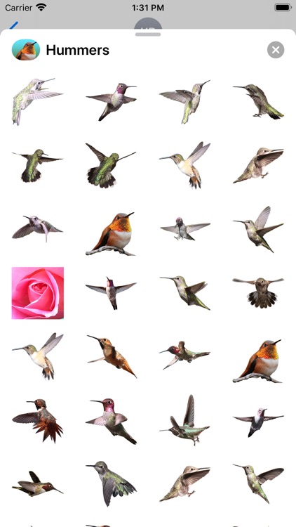 Hummingbird Sticker Pack