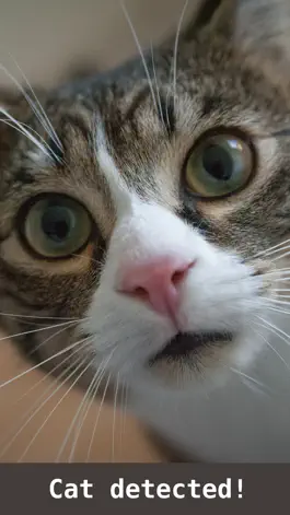 Game screenshot Cat detector mod apk