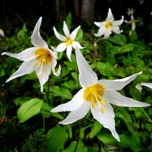 Olympic Wildflowers Download