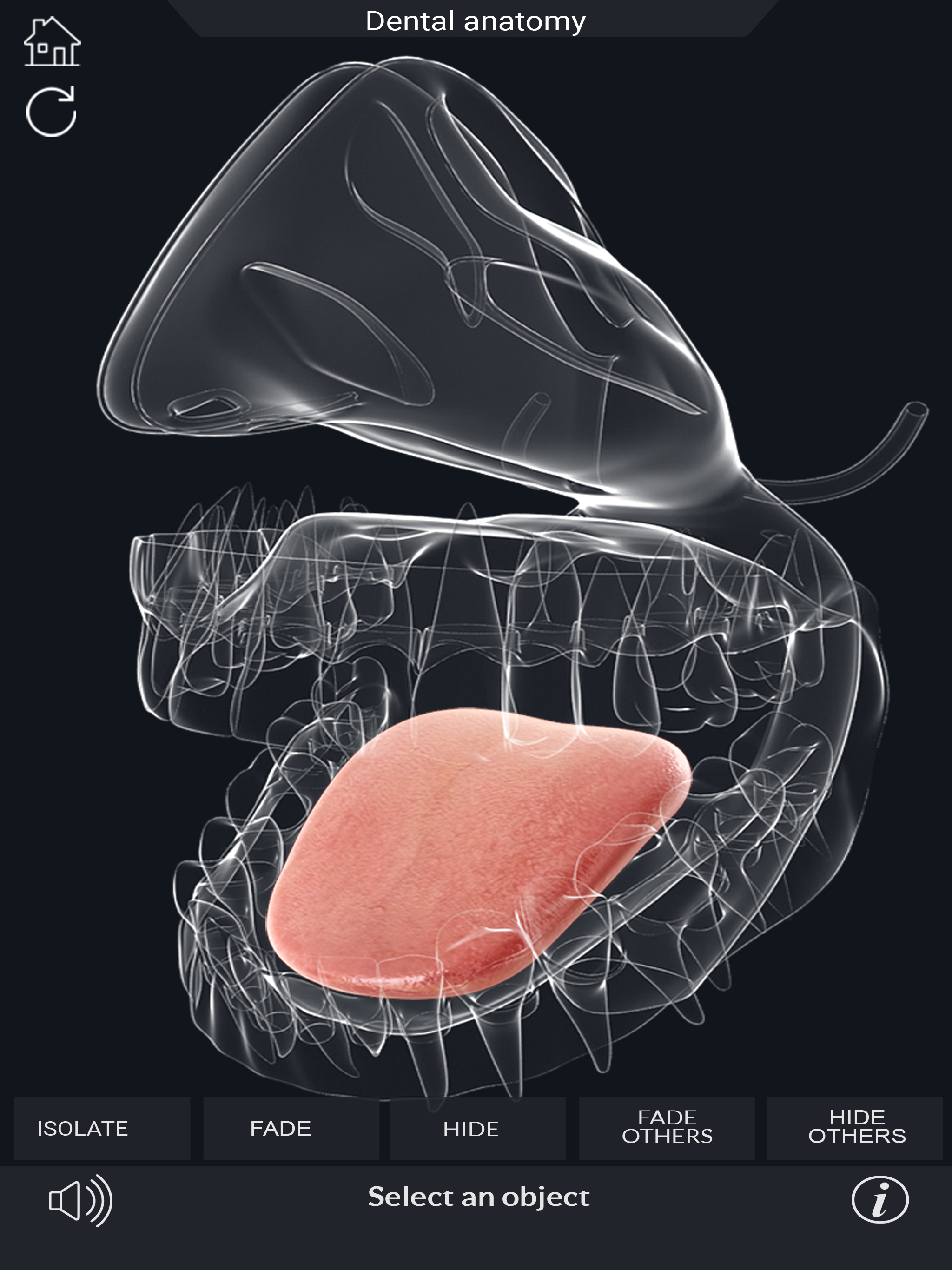 My Dental Anatomy screenshot 10